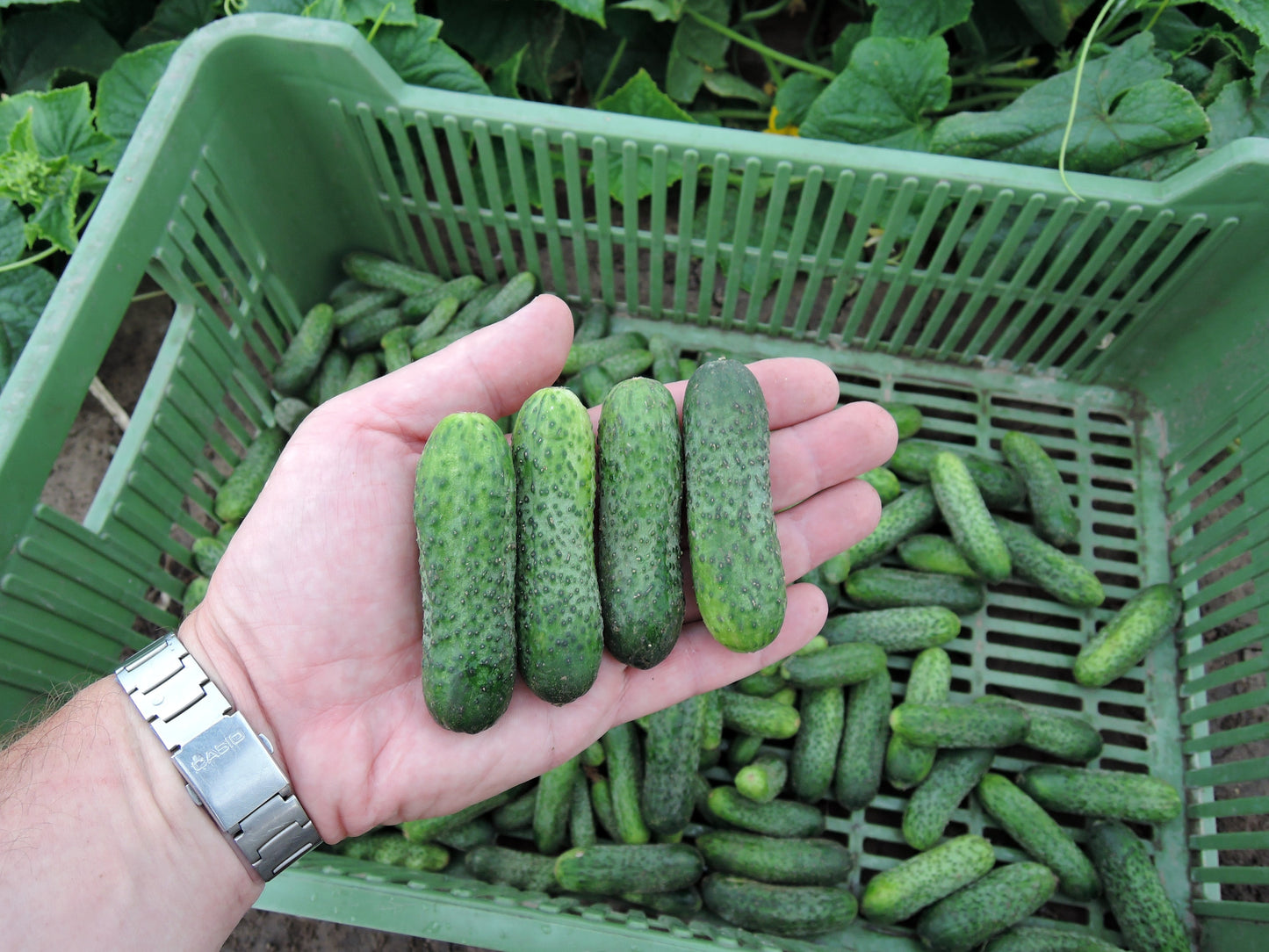 Mighty Mother F1 Cucumber – High-Quality Pickling Variety for Home Gardens 4