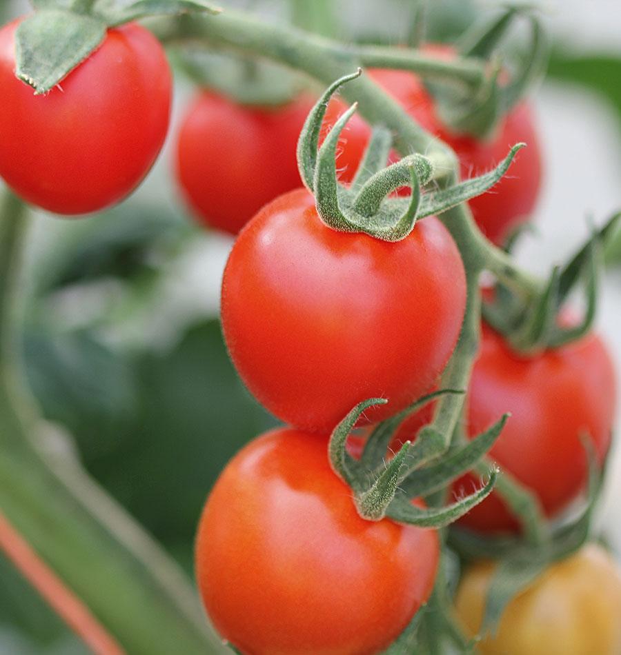 Mighty Mountain Magic Tomato Seeds – High-Yielding Disease-Resistant Hybrid Variety 0