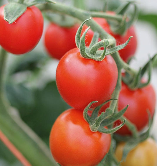 Mighty Mountain Magic Tomato Seeds – High-Yielding Disease-Resistant Hybrid Variety 0