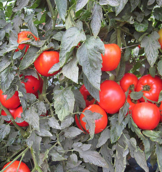 Mighty Mountain Tomato Seeds – Disease Resistant Bush Variety for Flavorful Slices 0