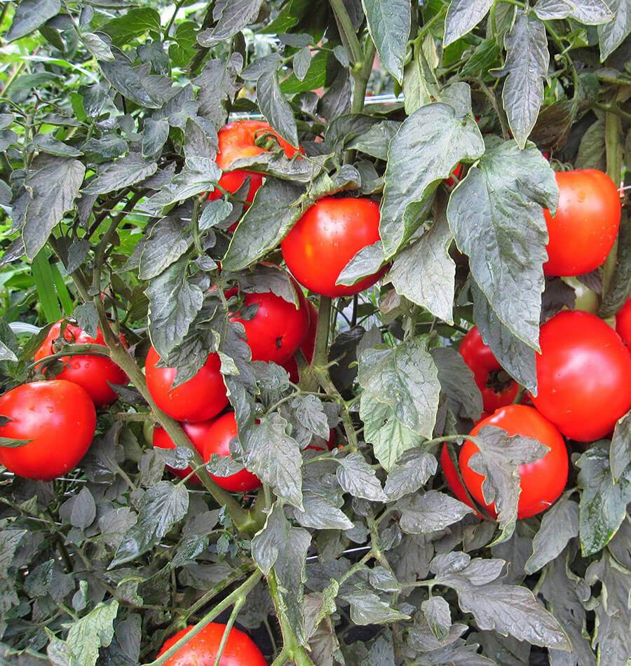 Mighty Mountain Tomato Seeds – Disease Resistant Bush Variety for Flavorful Slices 2