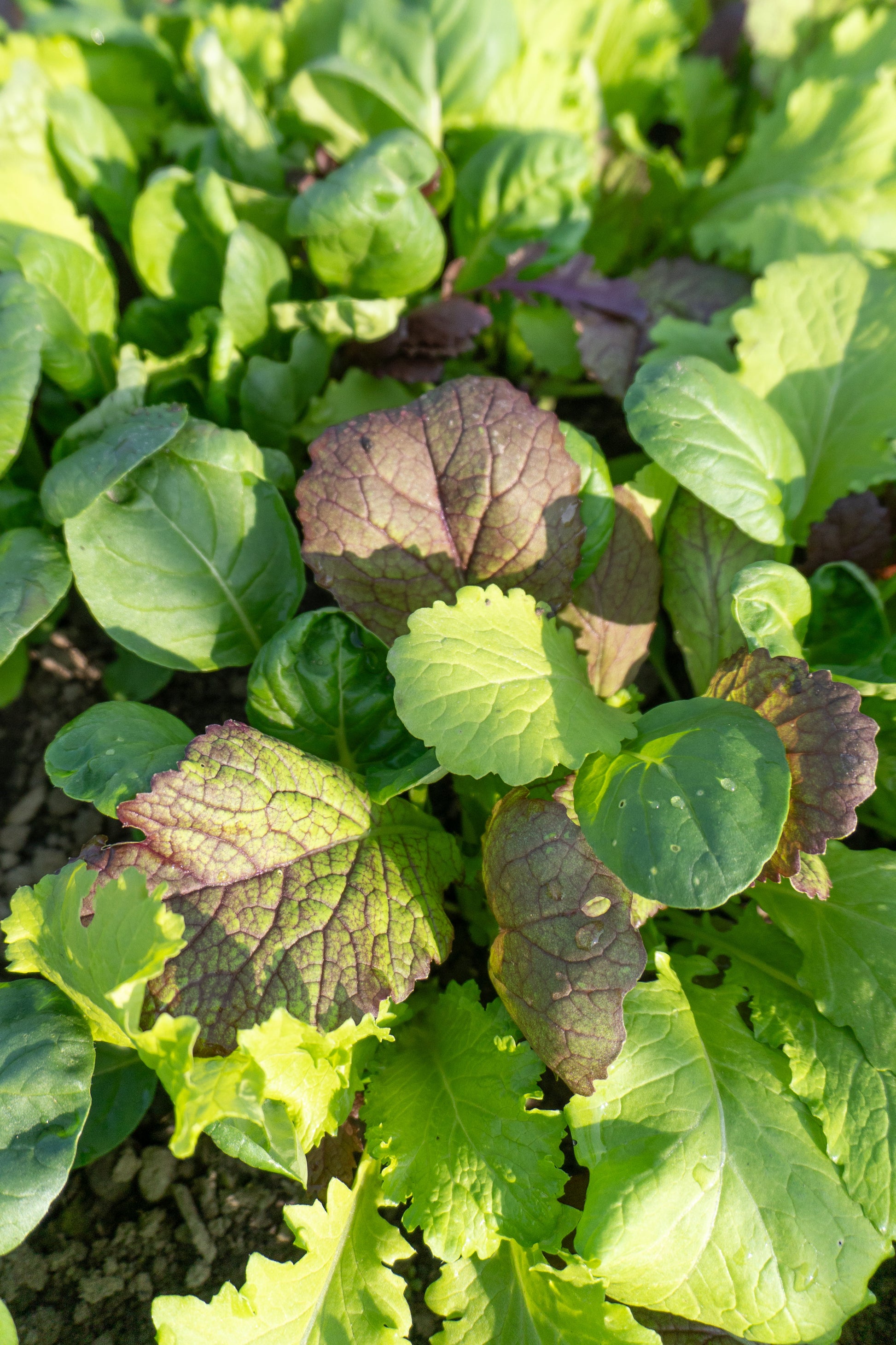 Mighty Mustard Greens Blend Vegetable Seeds – Easy To Grow For Fresh Salads And Stir-Fries 0