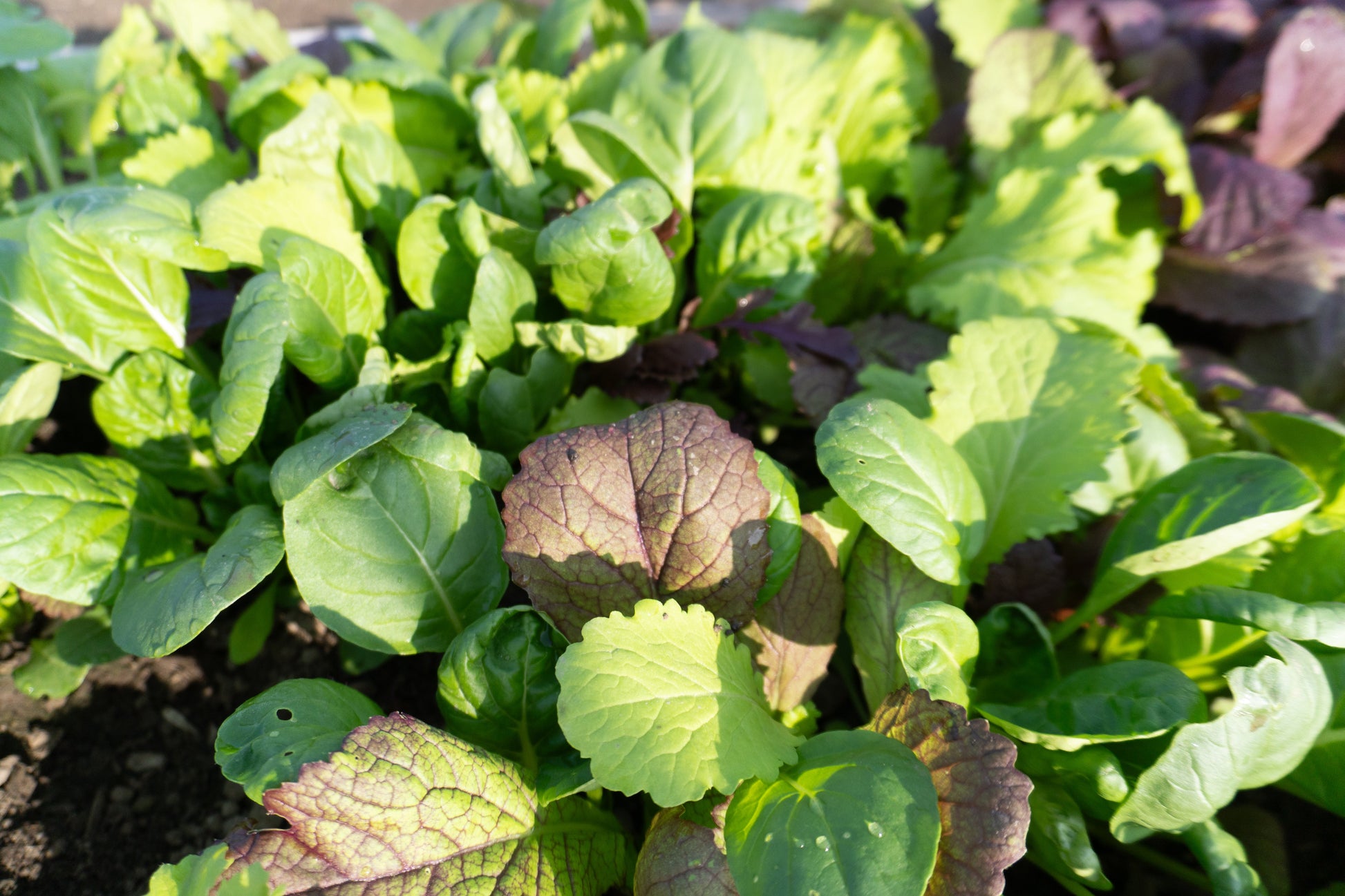 Mighty Mustard Greens Blend Vegetable Seeds – Easy To Grow For Fresh Salads And Stir-Fries 1