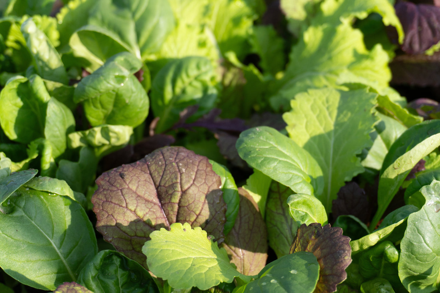 Mighty Mustard Greens Blend Vegetable Seeds – Easy To Grow For Fresh Salads And Stir-Fries 2