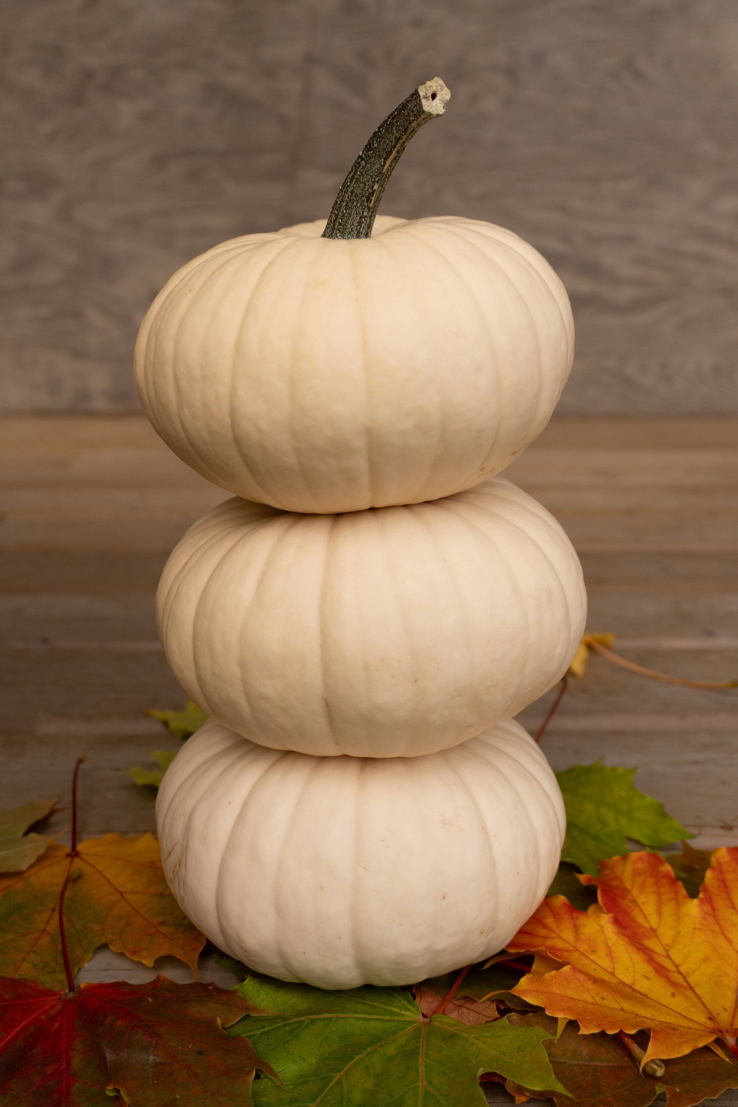 Mighty White Pumpkins – Ideal for Stacking and Stunning Fall Displays 0