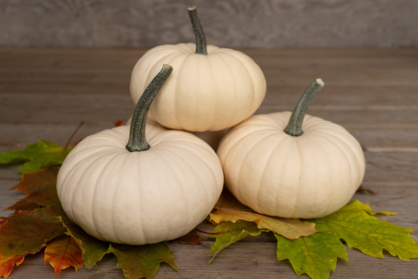 Mighty White Pumpkins – Ideal for Stacking and Stunning Fall Displays 1