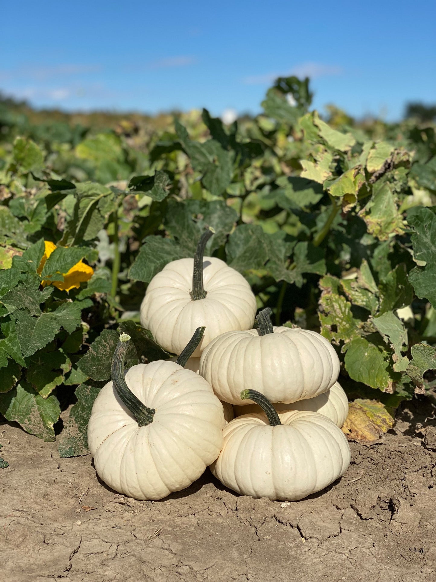 Mighty White Pumpkins – Ideal for Stacking and Stunning Fall Displays 2