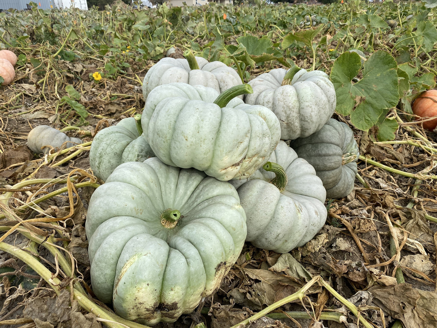 Mint Prince Edible Ornamental Fruit – Vibrant Mint Green for Stunning Fall Displays 0