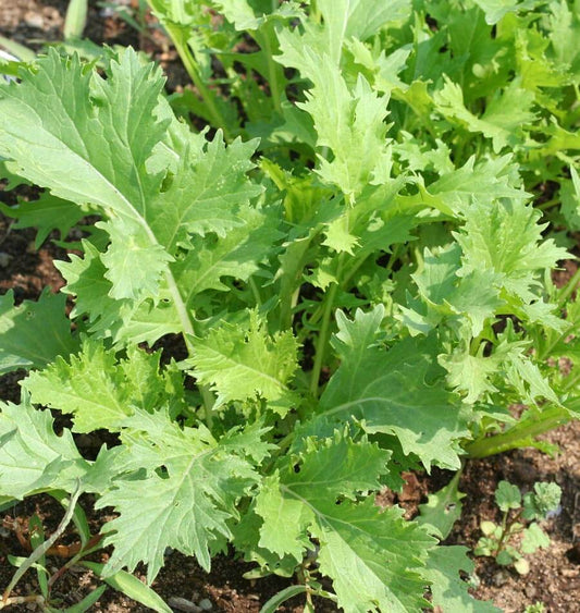 Mizuna Culinary Herb Seeds – Versatile Leafy Greens for Fresh Salads 0