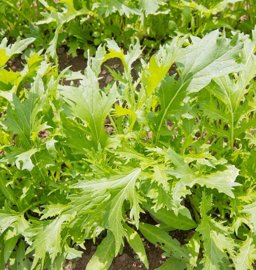Mizuna Organic Salad Greens – Mild Flavor and Versatile Harvesting 0
