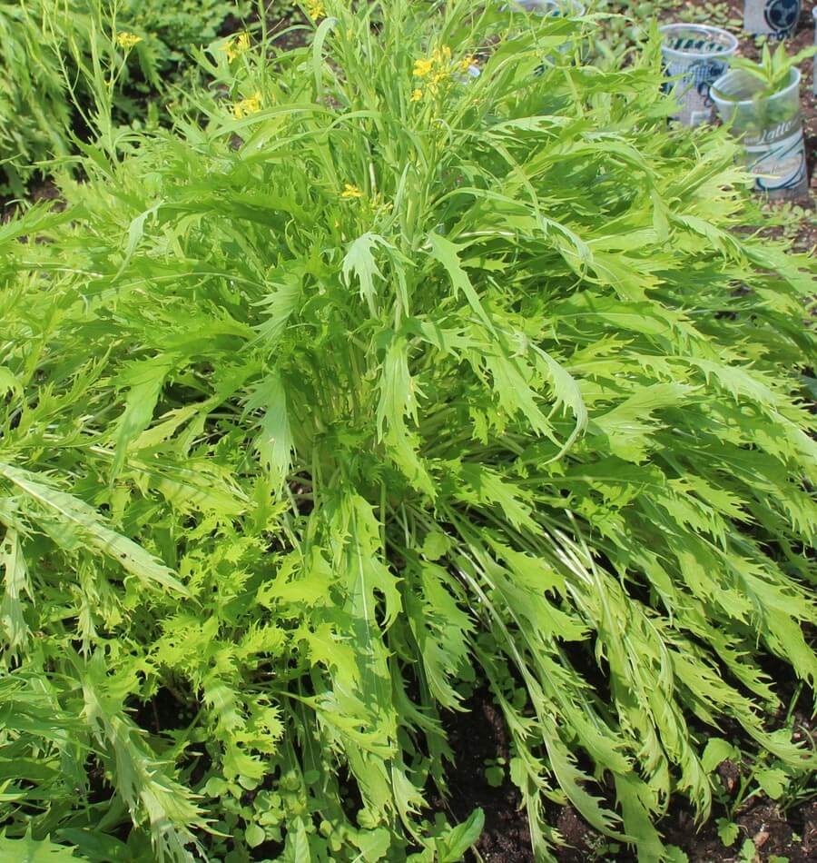 Mizuna Organic Salad Greens – Mild Flavor and Versatile Harvesting 1