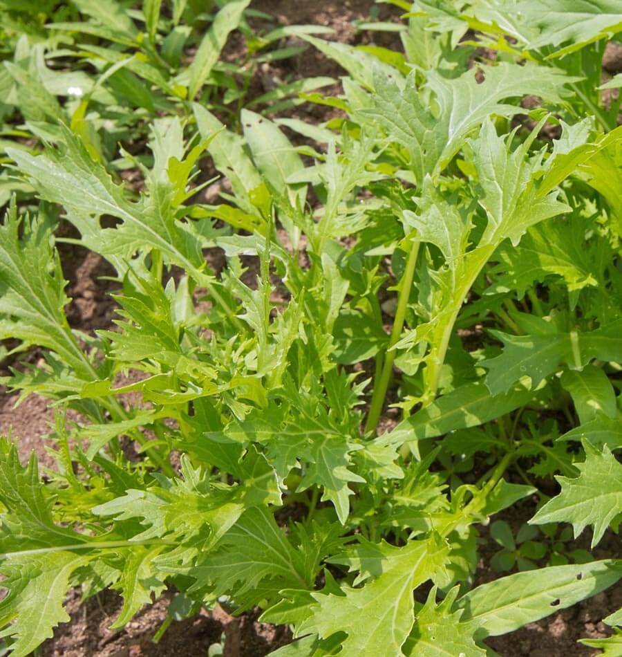 Mizuna Organic Salad Greens – Mild Flavor and Versatile Harvesting 2