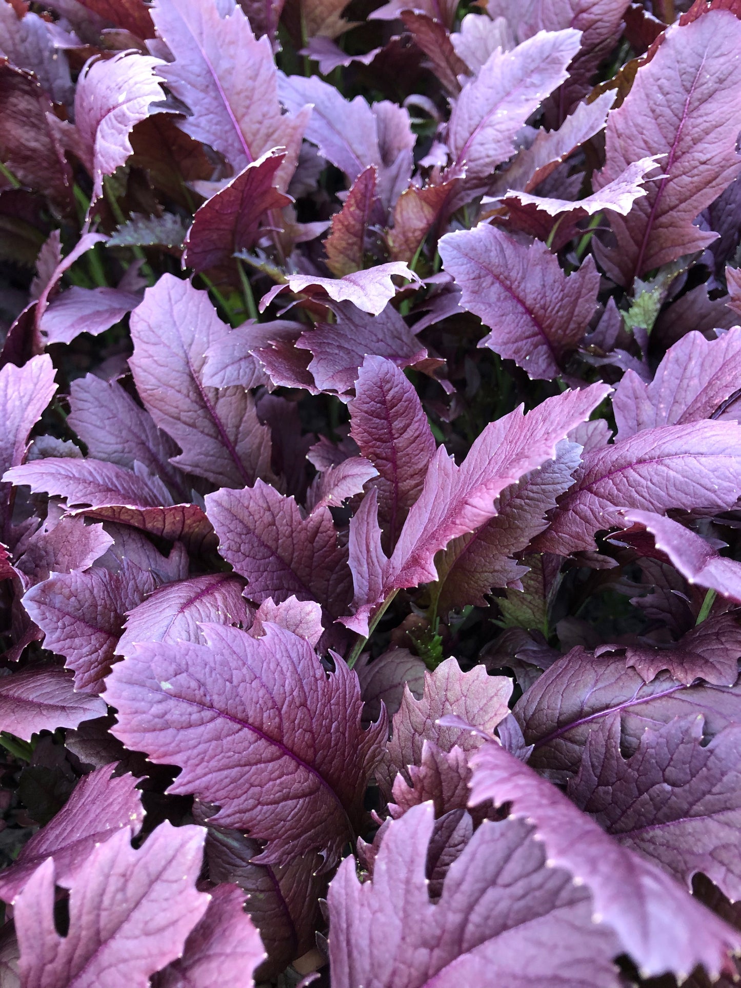 Mizuno Vegetable Seeds – Vibrant Dark Purple Leaves With Mild Flavor for Colorful Salads 0