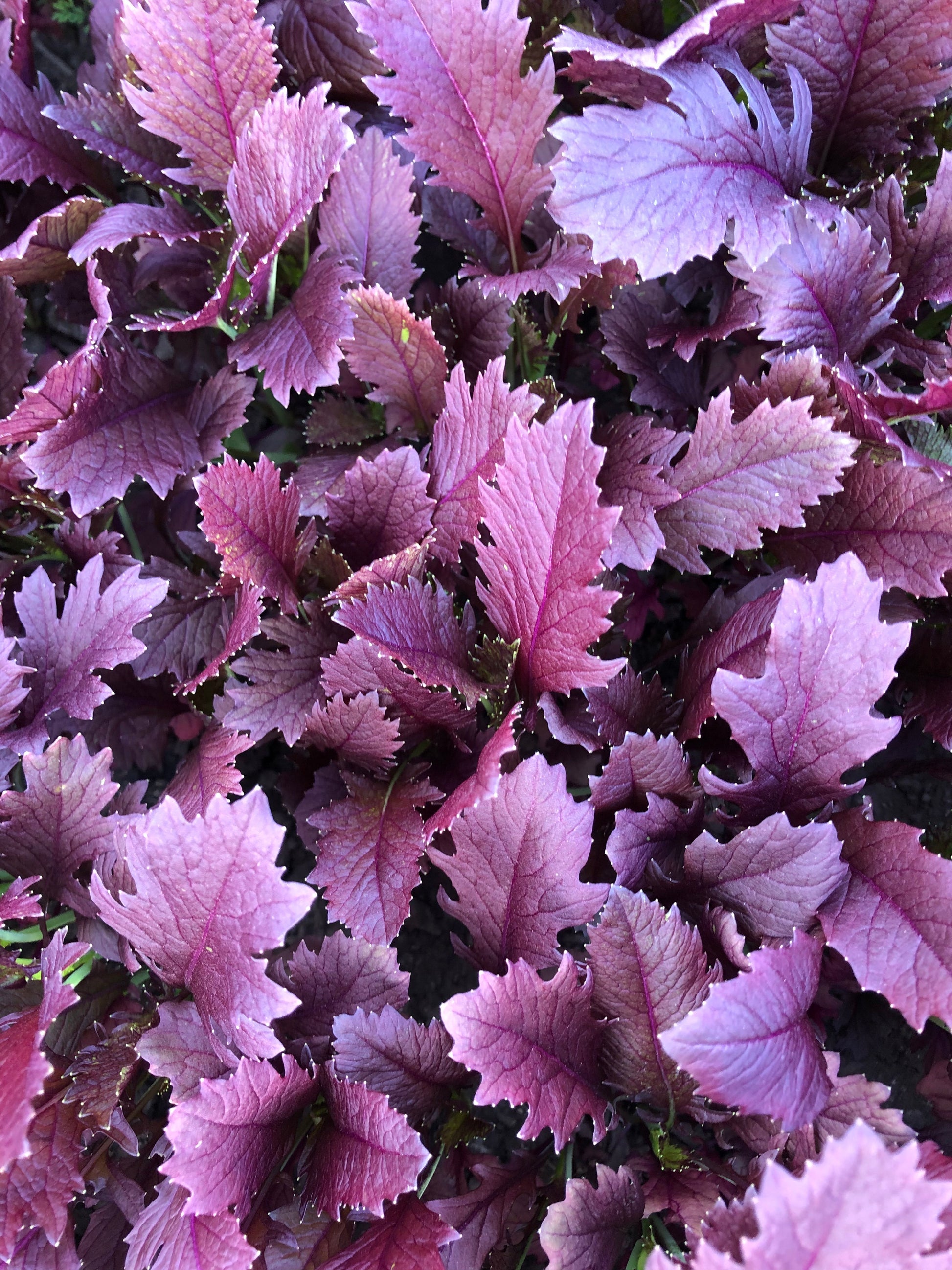 Mizuno Vegetable Seeds – Vibrant Dark Purple Leaves With Mild Flavor for Colorful Salads 1