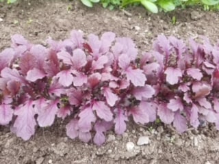 Mizuno Vegetable Seeds – Vibrant Dark Purple Leaves With Mild Flavor for Colorful Salads 2