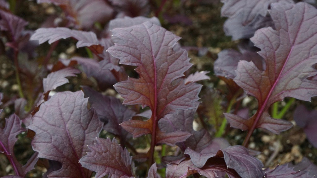 Mizuno Vegetable Seeds – Vibrant Dark Purple Leaves With Mild Flavor for Colorful Salads 3