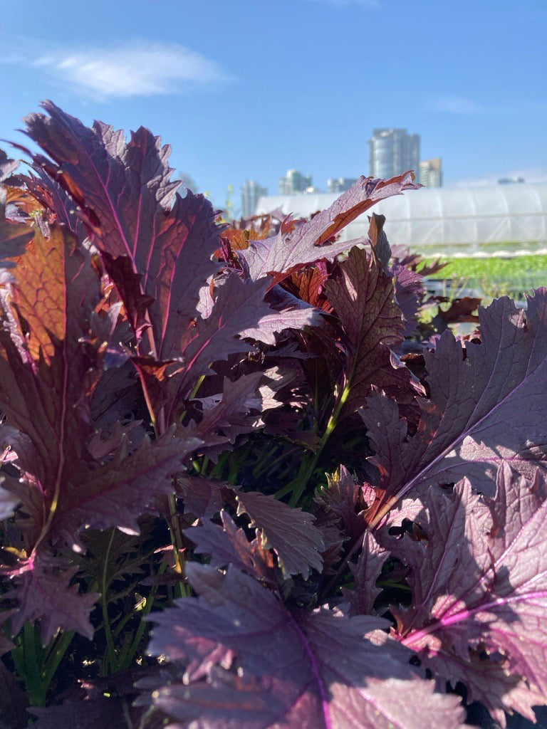 Mizuno Vegetable Seeds – Vibrant Dark Purple Leaves With Mild Flavor for Colorful Salads 4