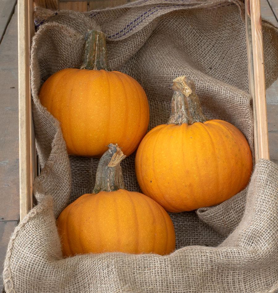 Naked Bear Pumpkin Gardeners Vegetable – Hull-Less Seeds for Snacking and Sweet Flesh for Baking 0