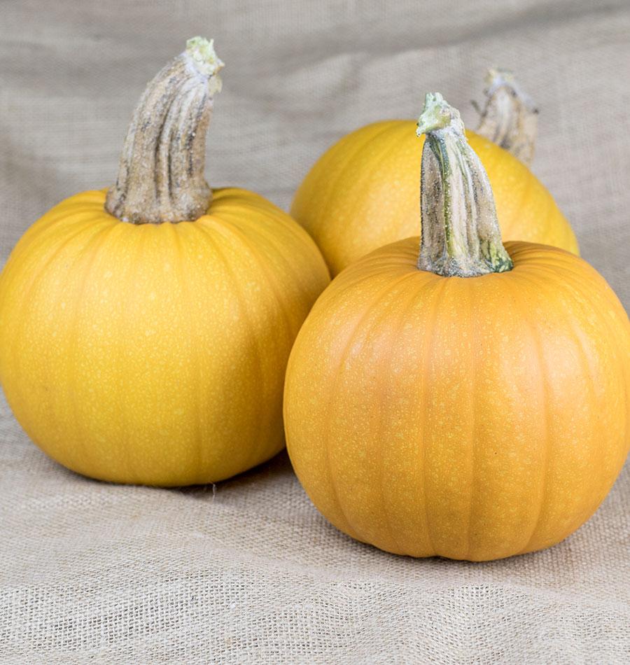 Naked Bear Pumpkin Gardeners Vegetable – Hull-Less Seeds for Snacking and Sweet Flesh for Baking 1