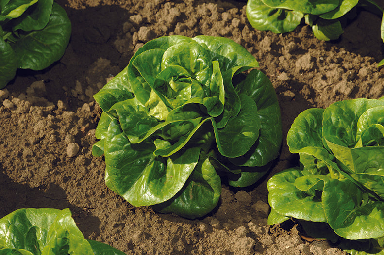 Natura Organic Lettuce Seeds – Compact Little Gem Variety for Year-Round Fresh Harvest 0