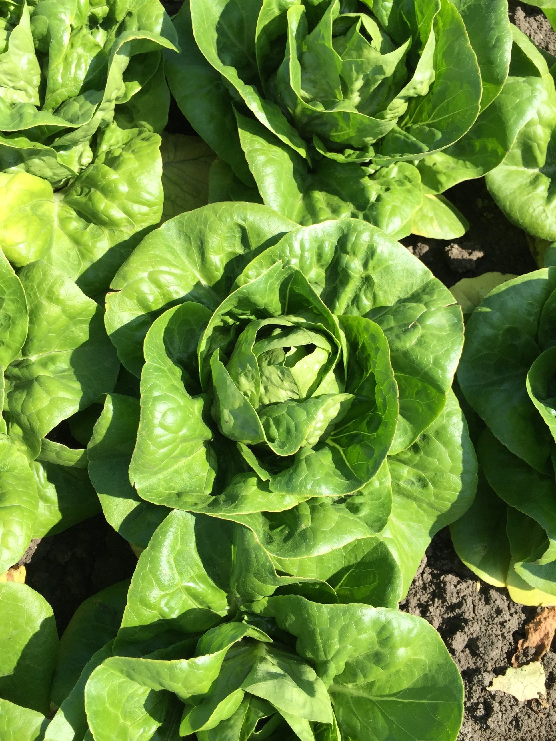 Natura Organic Lettuce Seeds – Compact Little Gem Variety for Year-Round Fresh Harvest 1
