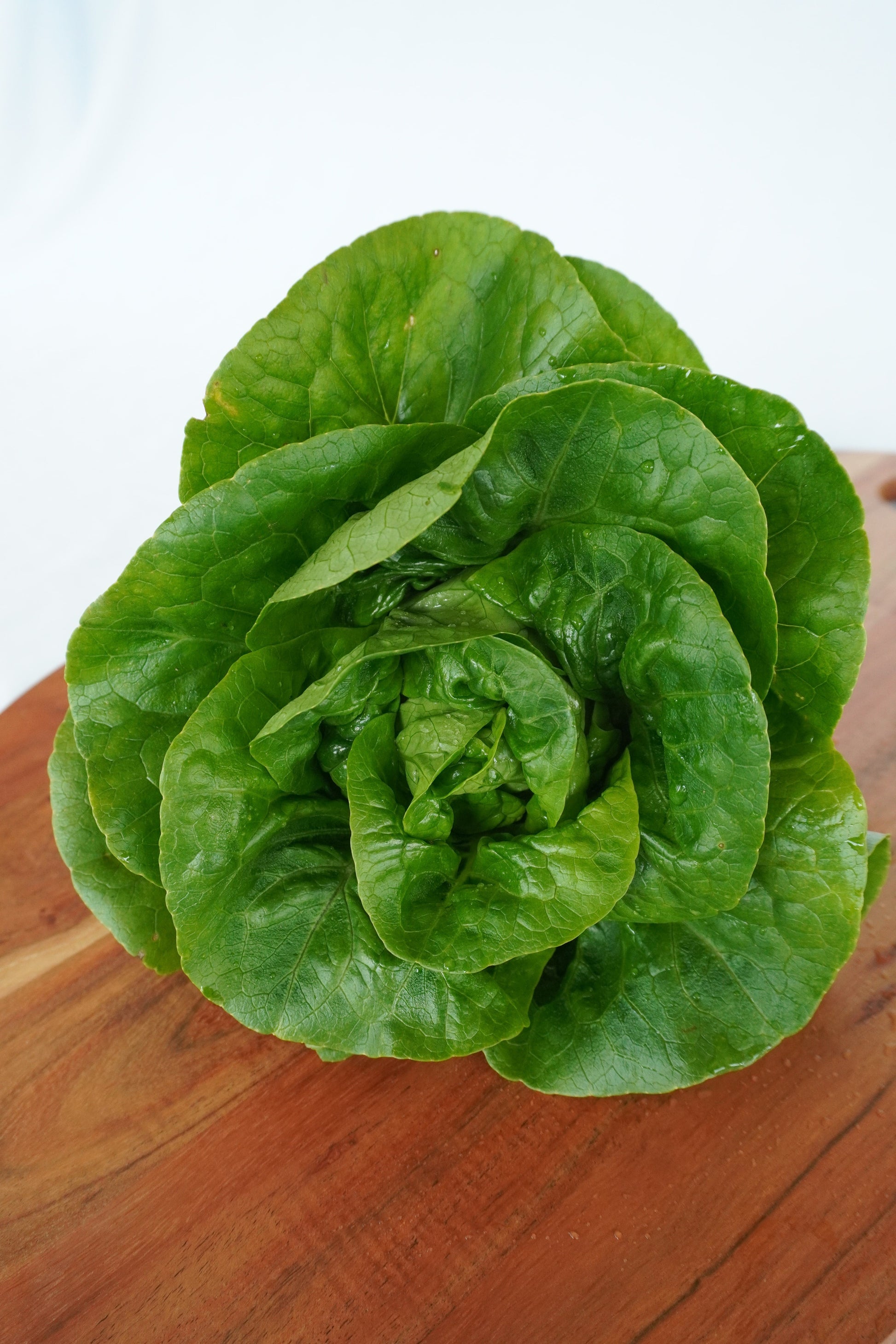 Natura Organic Lettuce Seeds – Compact Little Gem Variety for Year-Round Fresh Harvest 3