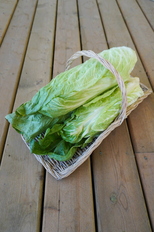 Nettuno Gardeners' Choice Radicchio – Easy to Grow Tall Green Heads for Fresh Salads 0