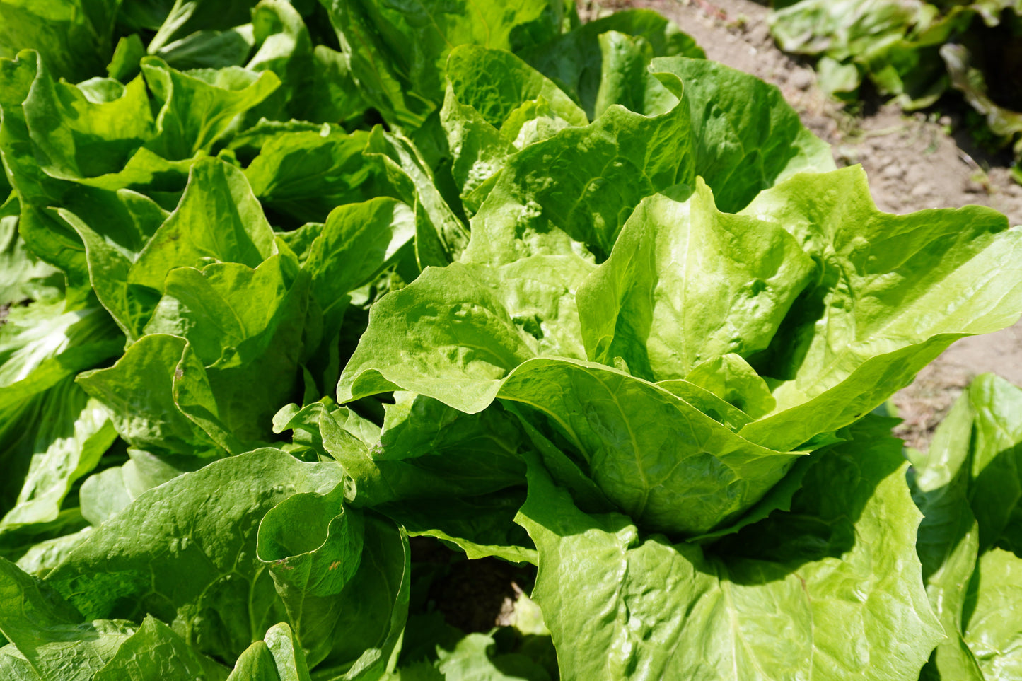 Nettuno Gardeners' Choice Radicchio – Easy to Grow Tall Green Heads for Fresh Salads 1