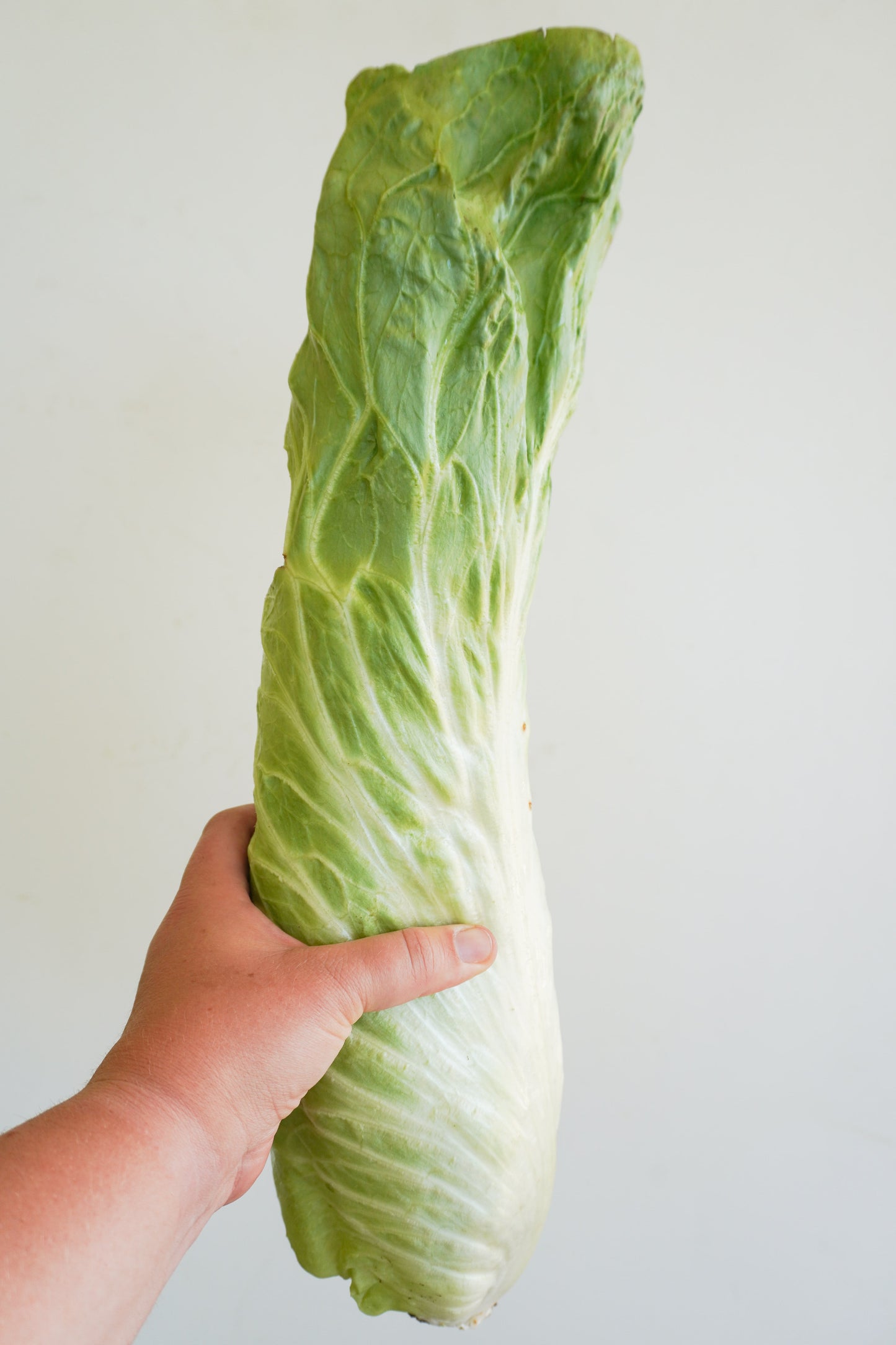 Nettuno Gardeners' Choice Radicchio – Easy to Grow Tall Green Heads for Fresh Salads 2