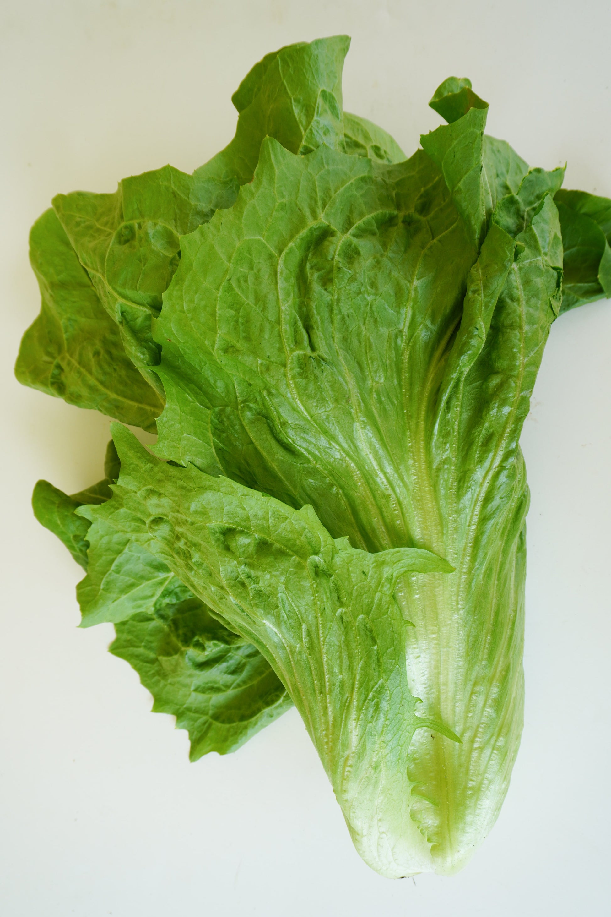 Nettuno Gardeners' Choice Radicchio – Easy to Grow Tall Green Heads for Fresh Salads 3