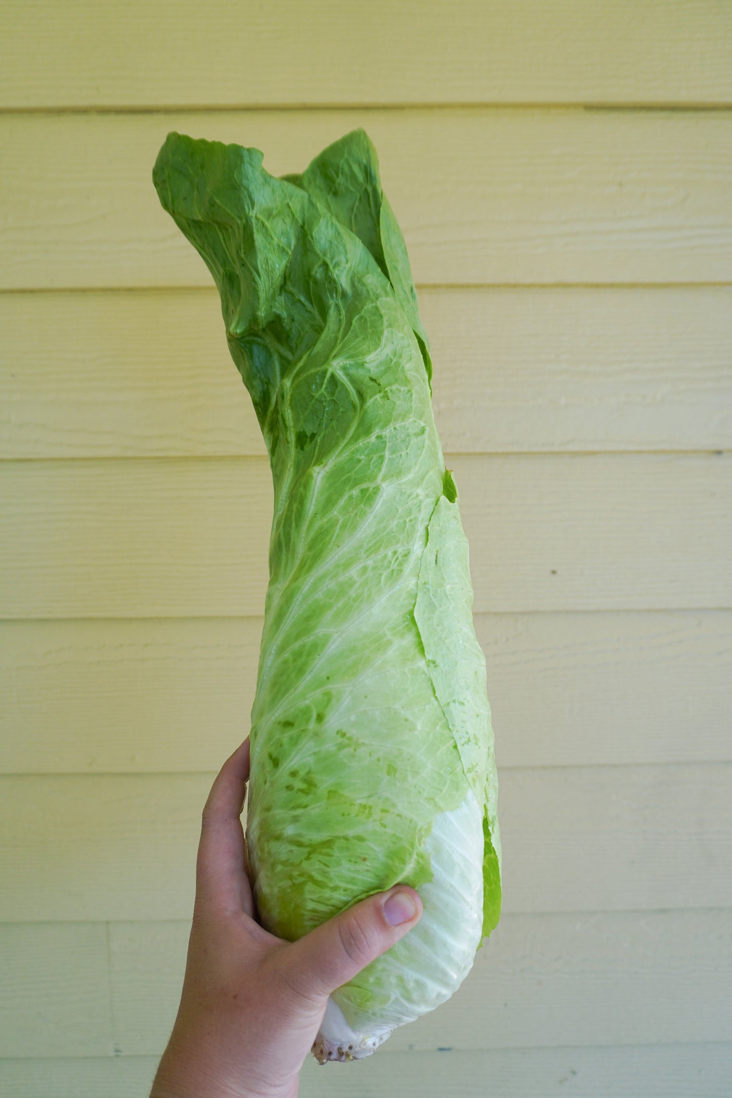 Nettuno Gardeners' Choice Radicchio – Easy to Grow Tall Green Heads for Fresh Salads 4