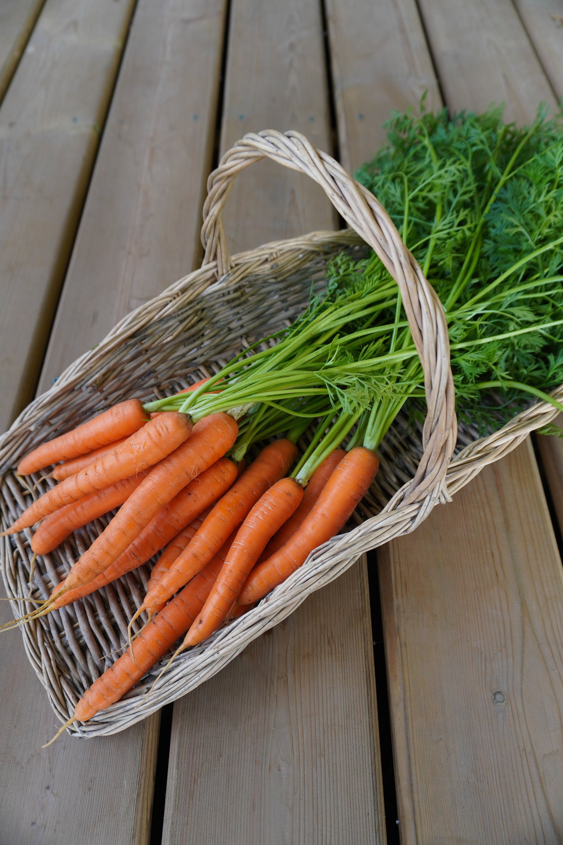 Nina Gardeners' Nantes Carrot Seeds – Robust Hybrid With Strong Tops for Easy Harvesting 0