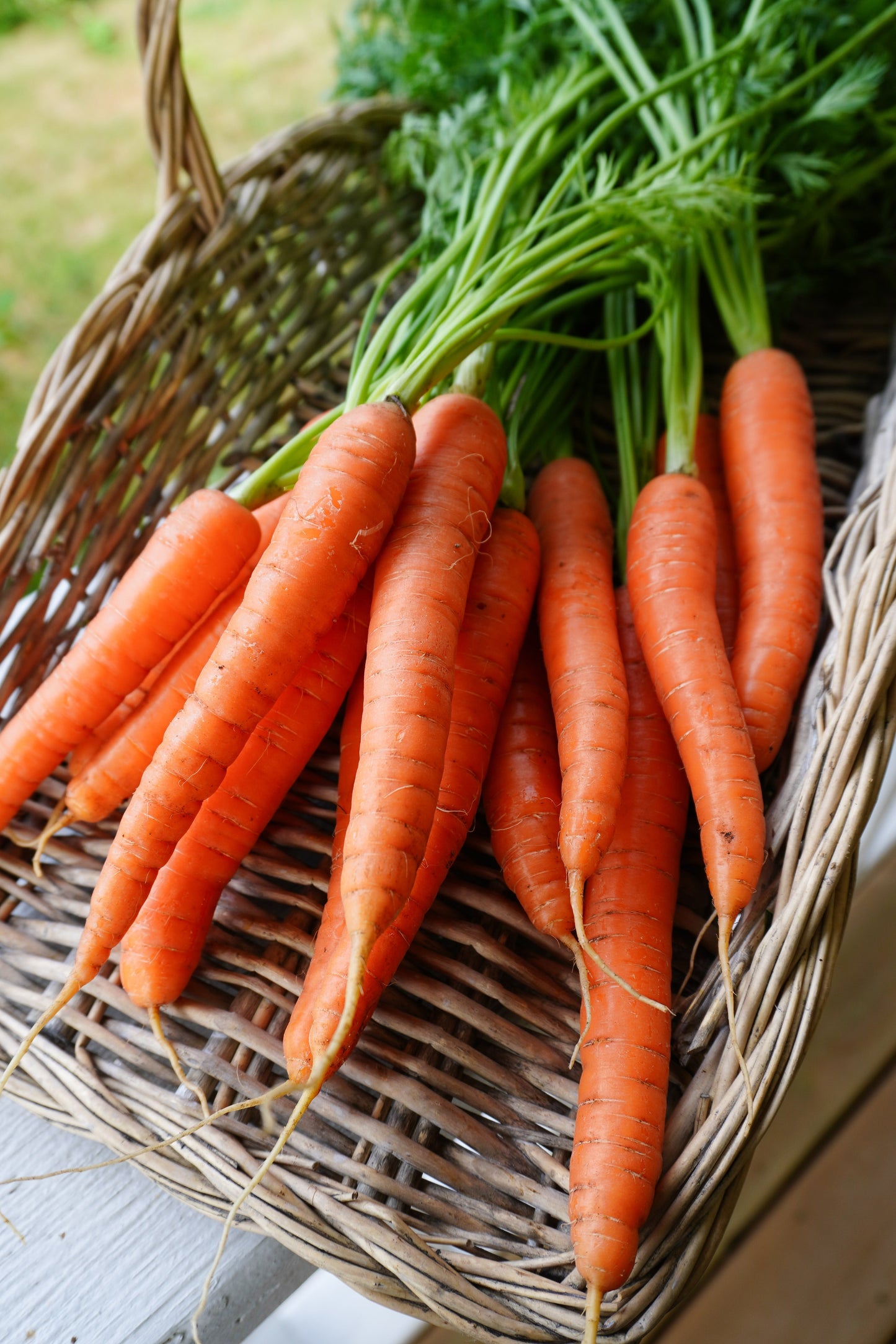 Nina Gardeners' Nantes Carrot Seeds – Robust Hybrid With Strong Tops for Easy Harvesting 1