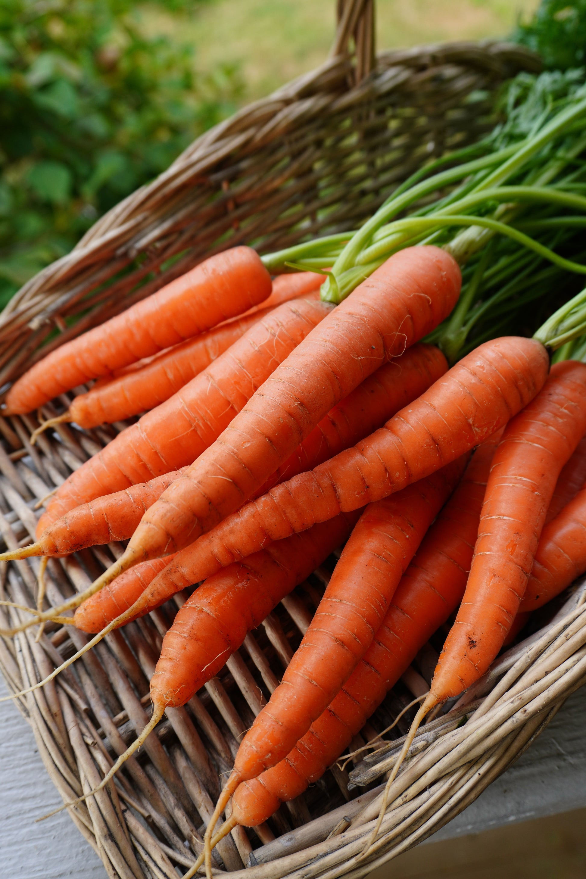 Nina Gardeners' Nantes Carrot Seeds – Robust Hybrid With Strong Tops for Easy Harvesting 2