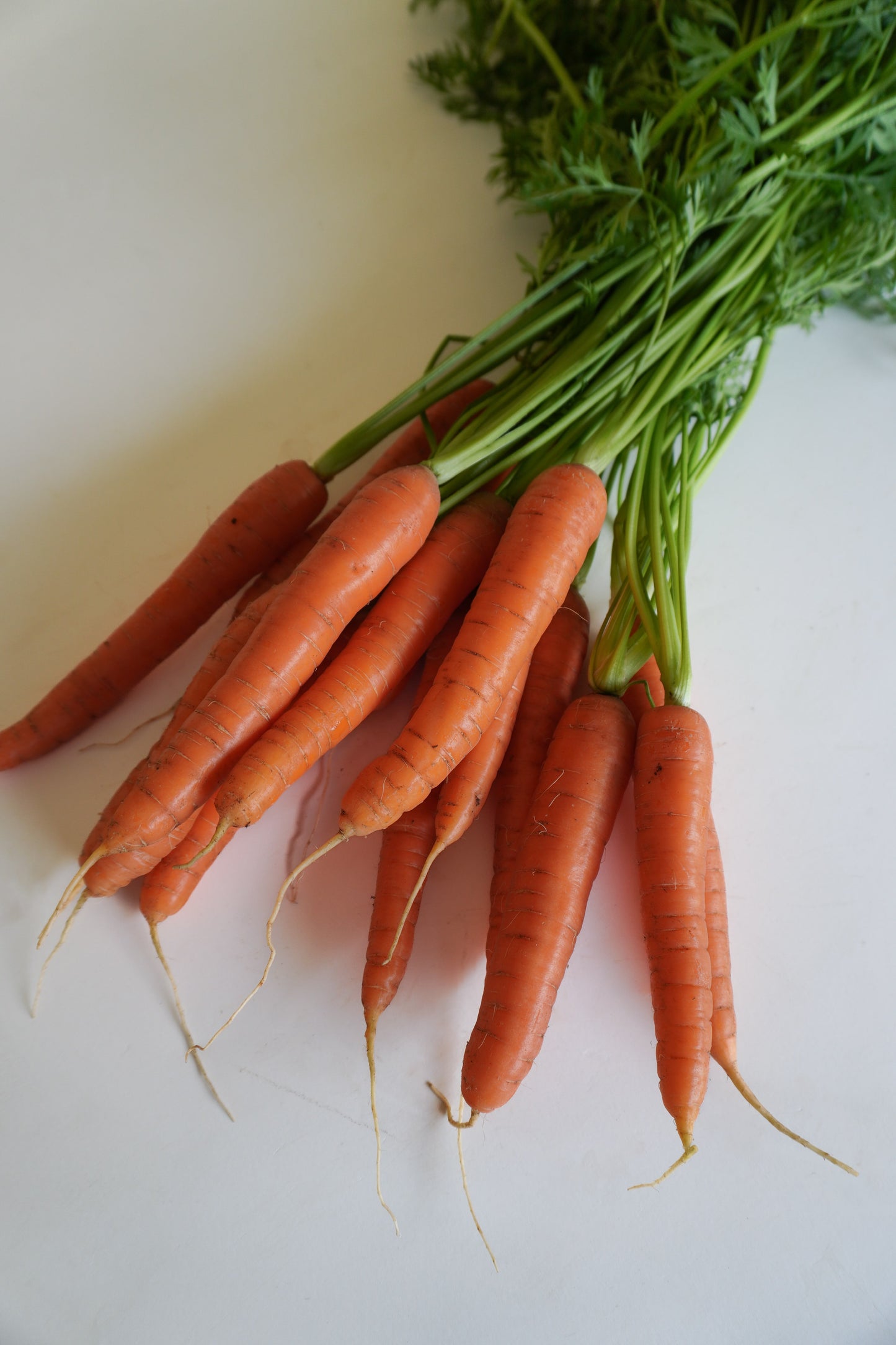 Nina Gardeners' Nantes Carrot Seeds – Robust Hybrid With Strong Tops for Easy Harvesting 3