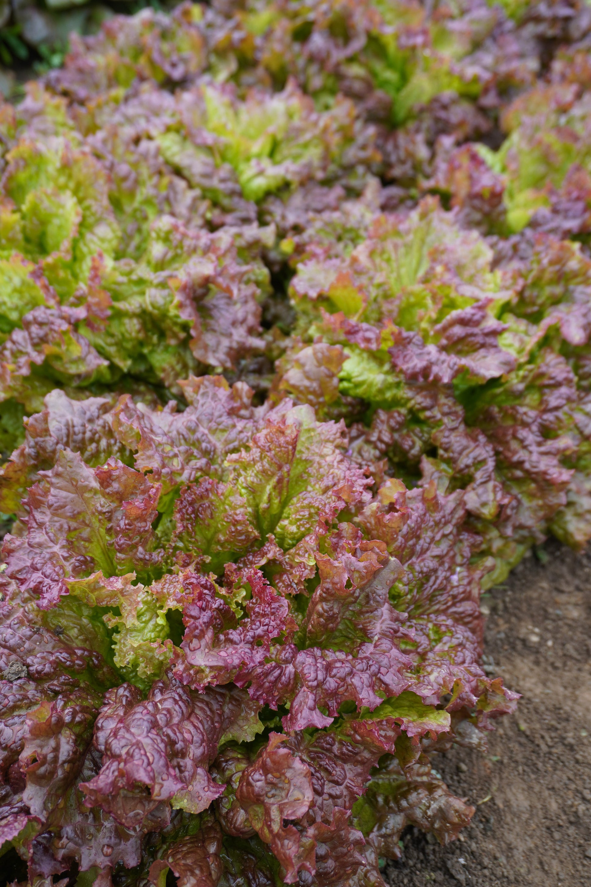 Nina Organic Red Leaf Lettuce – All-Season Growth with Rich Color and Flavor 0
