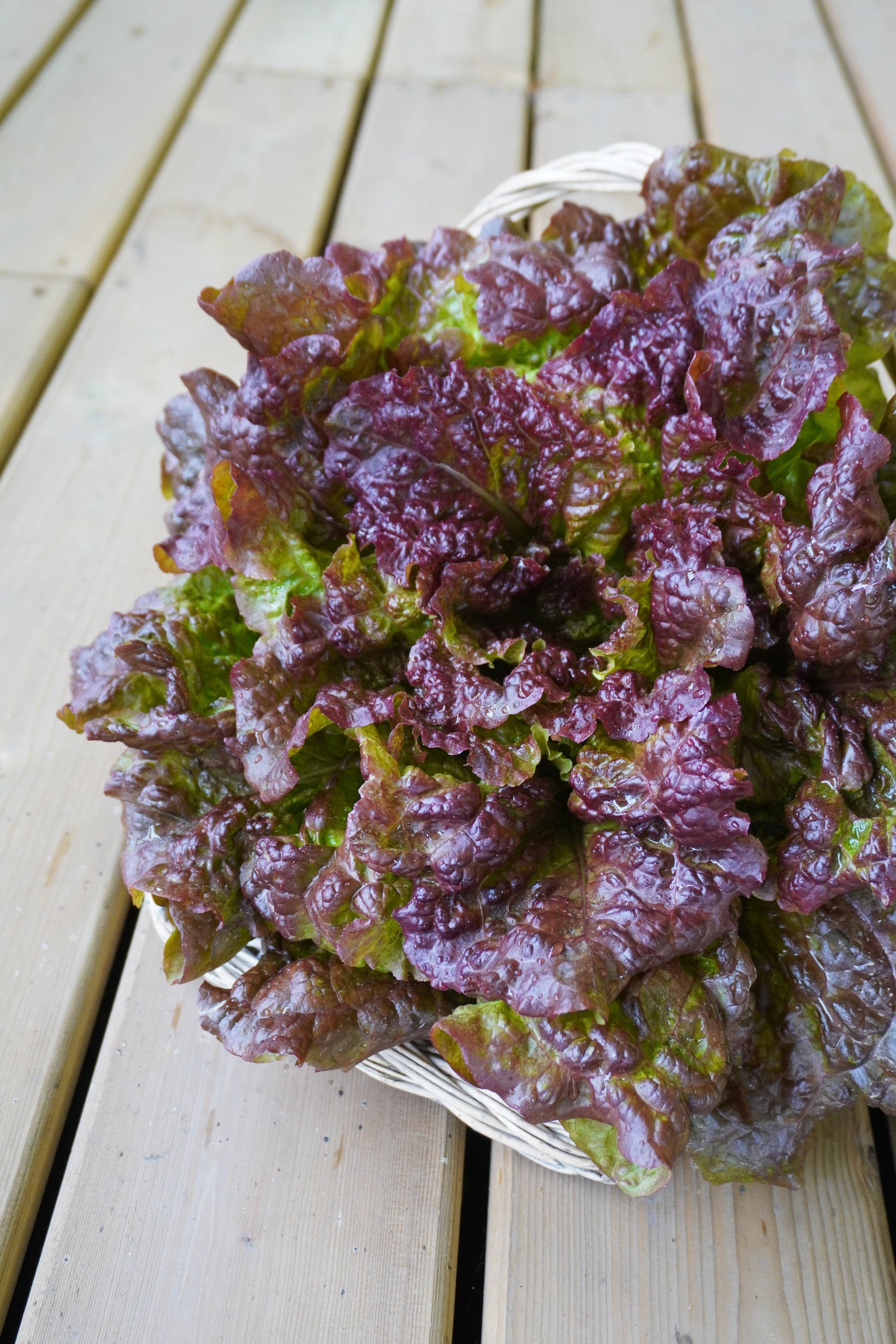 Nina Organic Red Leaf Lettuce – All-Season Growth with Rich Color and Flavor 1
