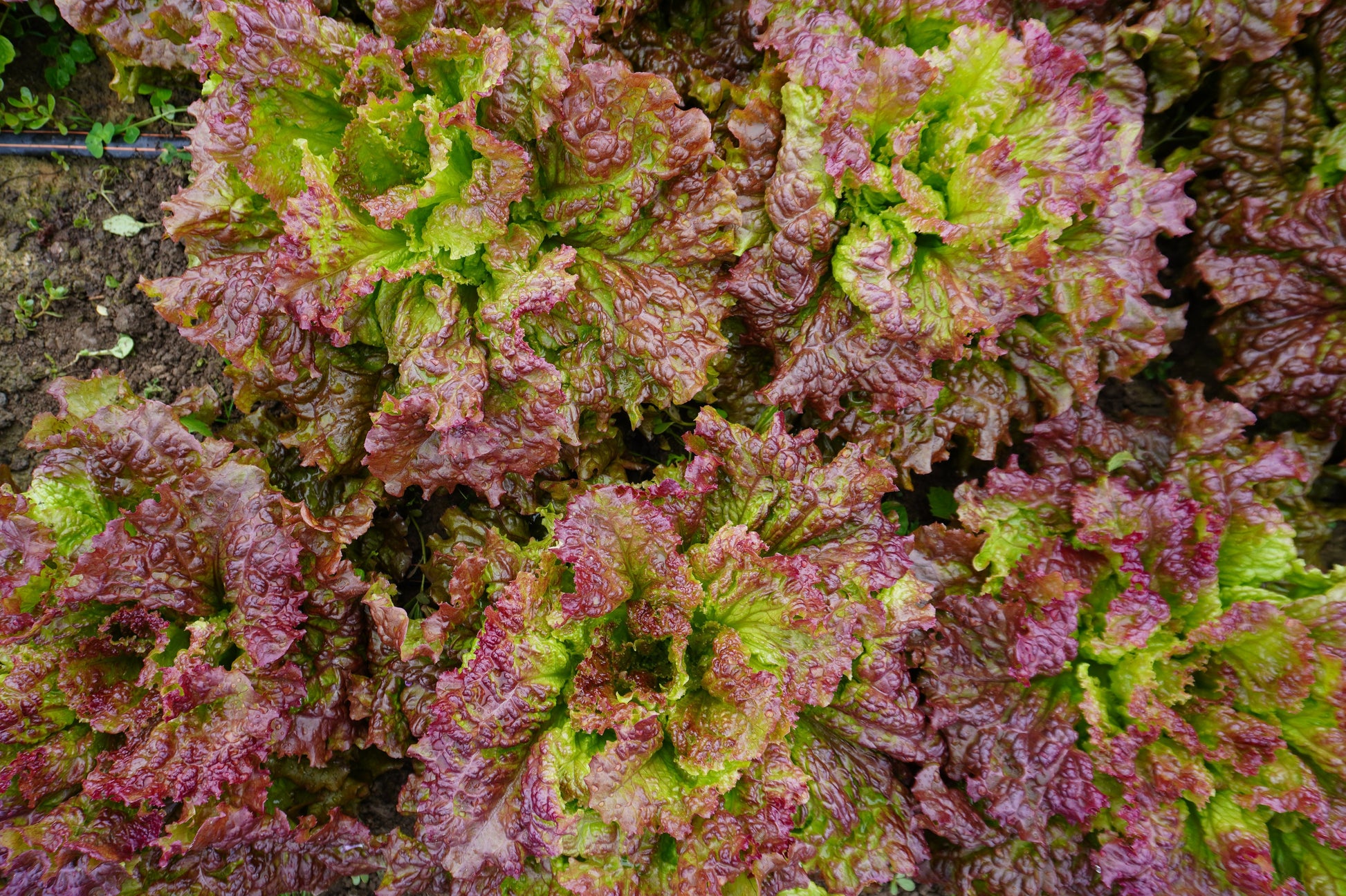 Nina Organic Red Leaf Lettuce – All-Season Growth with Rich Color and Flavor 2