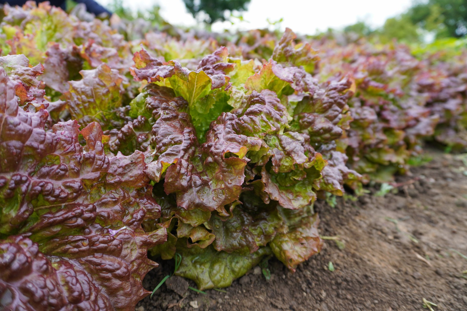 Nina Organic Red Leaf Lettuce – All-Season Growth with Rich Color and Flavor 3