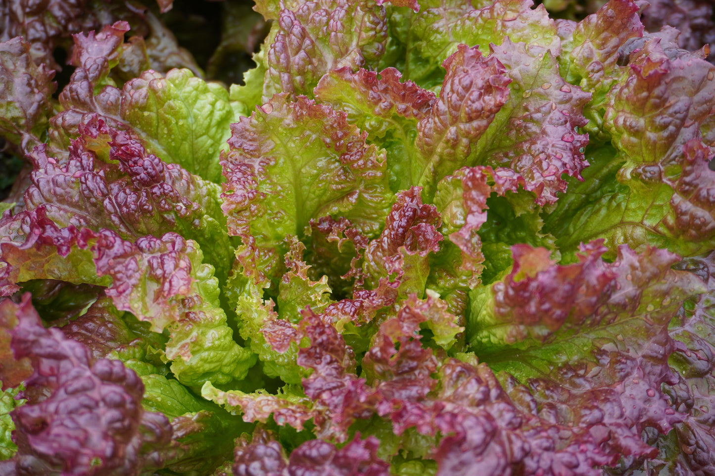 Nina Organic Red Leaf Lettuce – All-Season Growth with Rich Color and Flavor 4