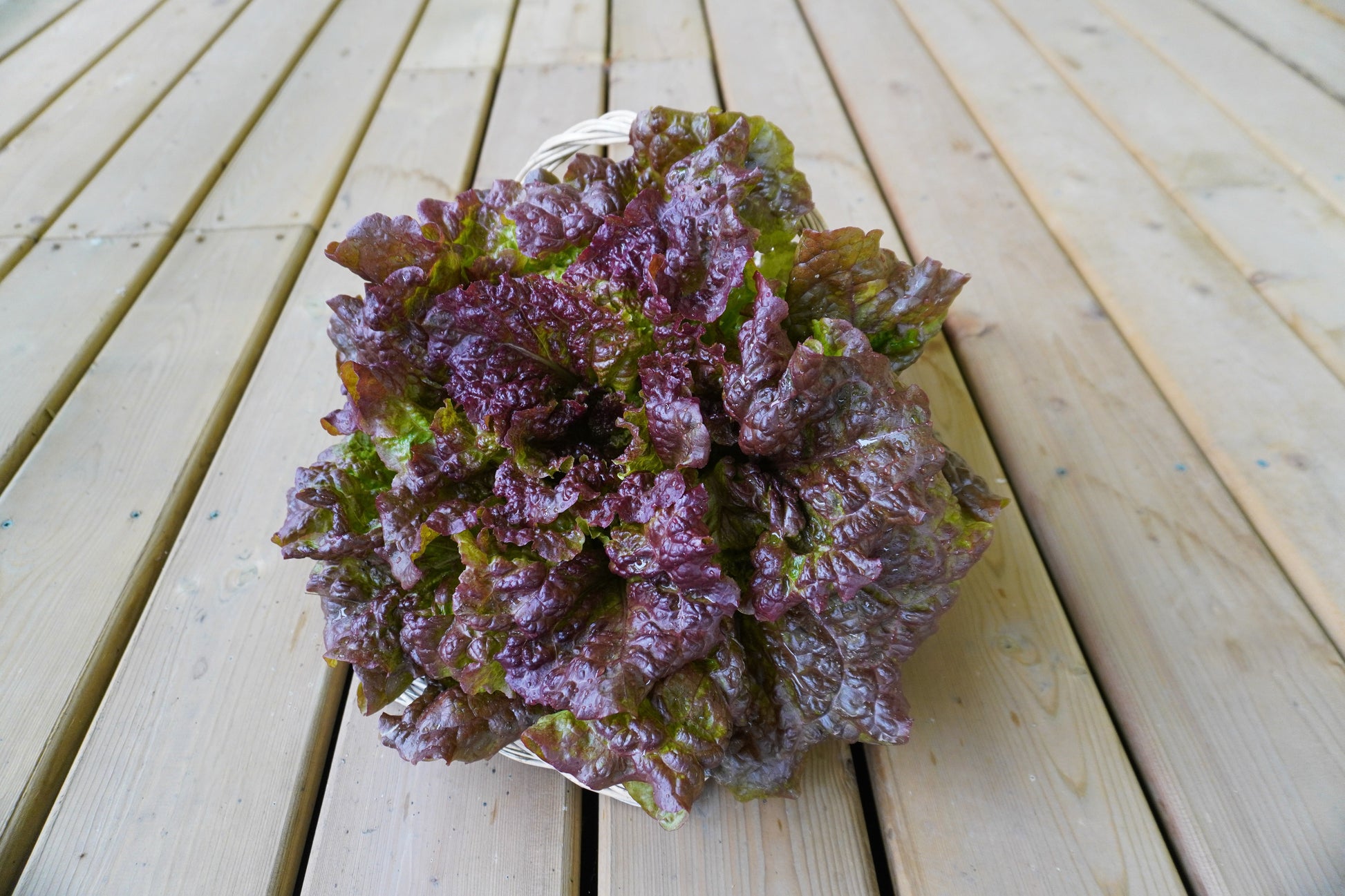 Nina Organic Red Leaf Lettuce – All-Season Growth with Rich Color and Flavor 5