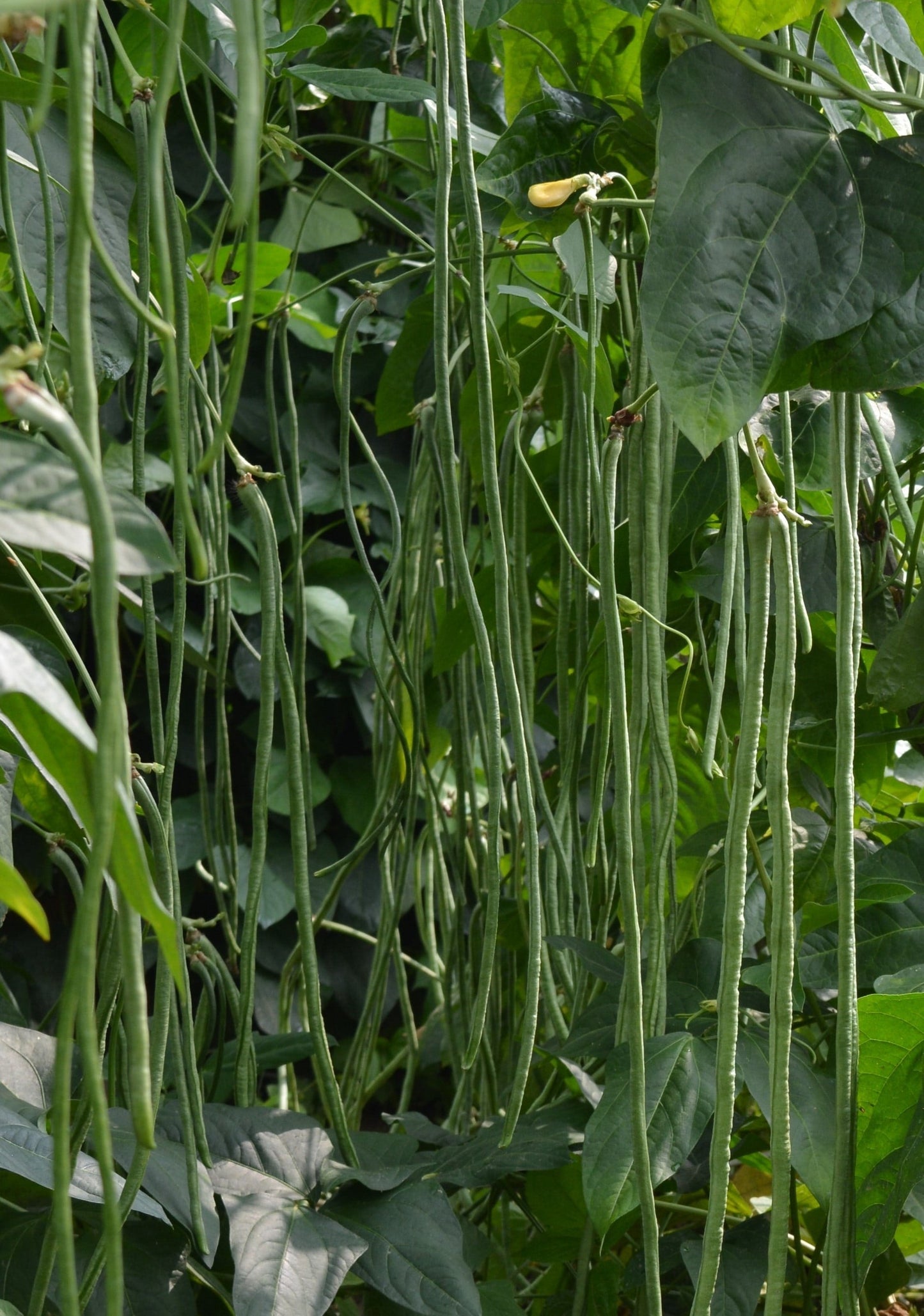 Noodle King Garden Seeds – Fast-Maturing Asparagus Bean for Short Seasons, Perfect for Stir-Fries and Steaming 0