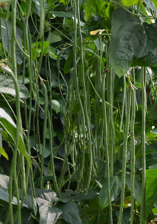 Noodle King Garden Seeds – Fast-Maturing Asparagus Bean for Short Seasons, Perfect for Stir-Fries and Steaming 0