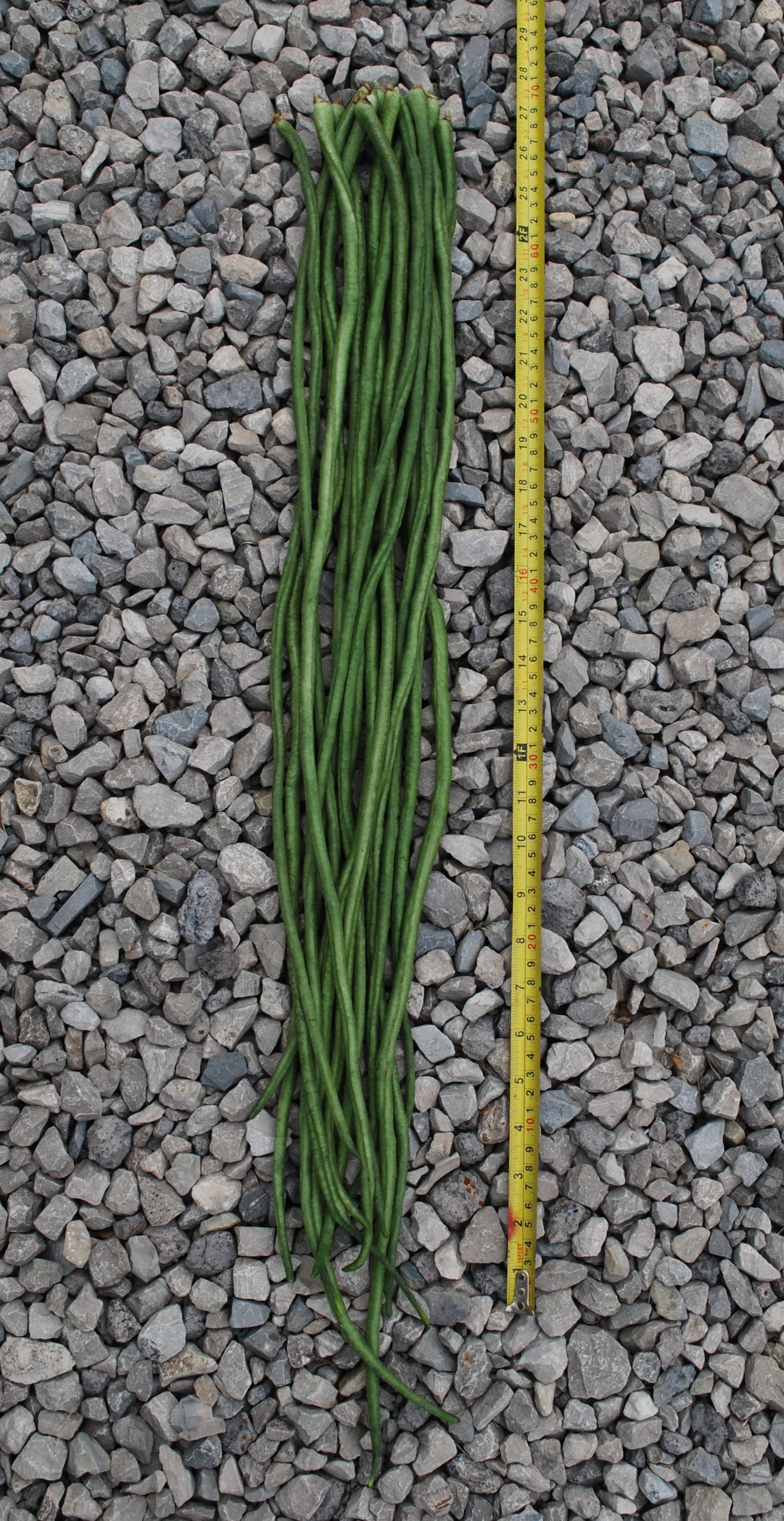 Noodle King Garden Seeds – Fast-Maturing Asparagus Bean for Short Seasons, Perfect for Stir-Fries and Steaming 1