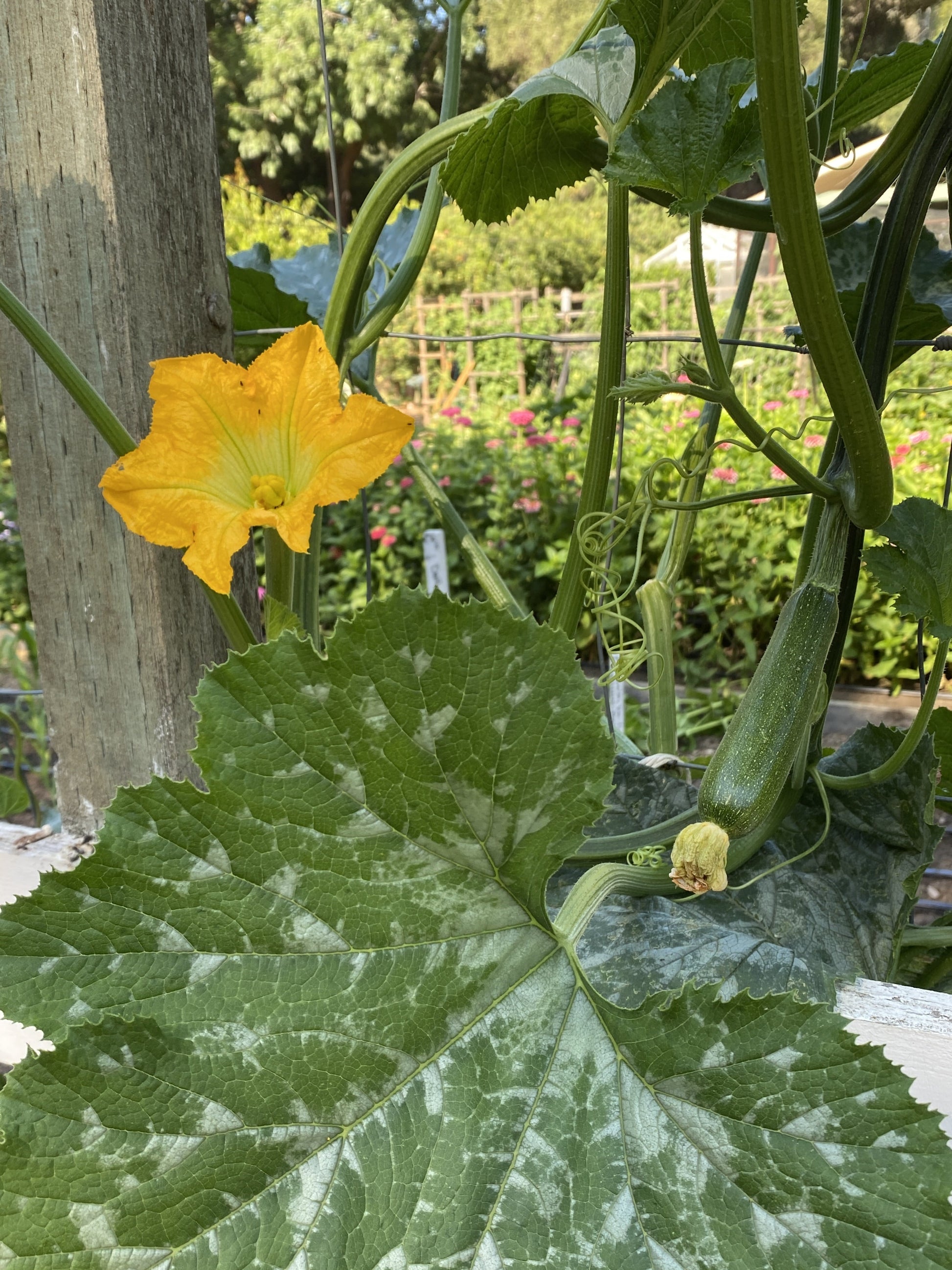 Ola Organic Climbing Zucchini – Space-Saving Vertical Gardening Solution 0