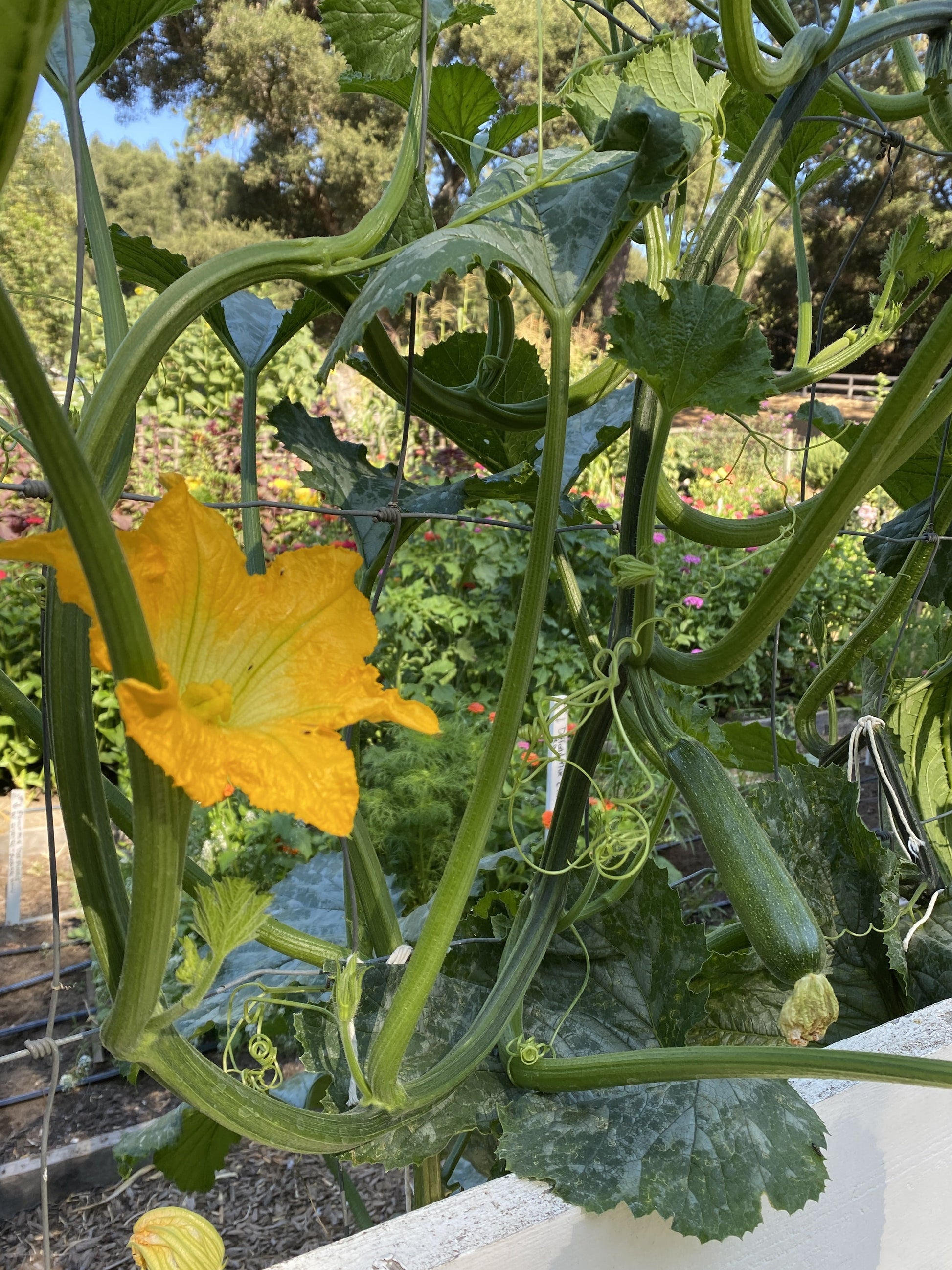 Ola Organic Climbing Zucchini – Space-Saving Vertical Gardening Solution 1