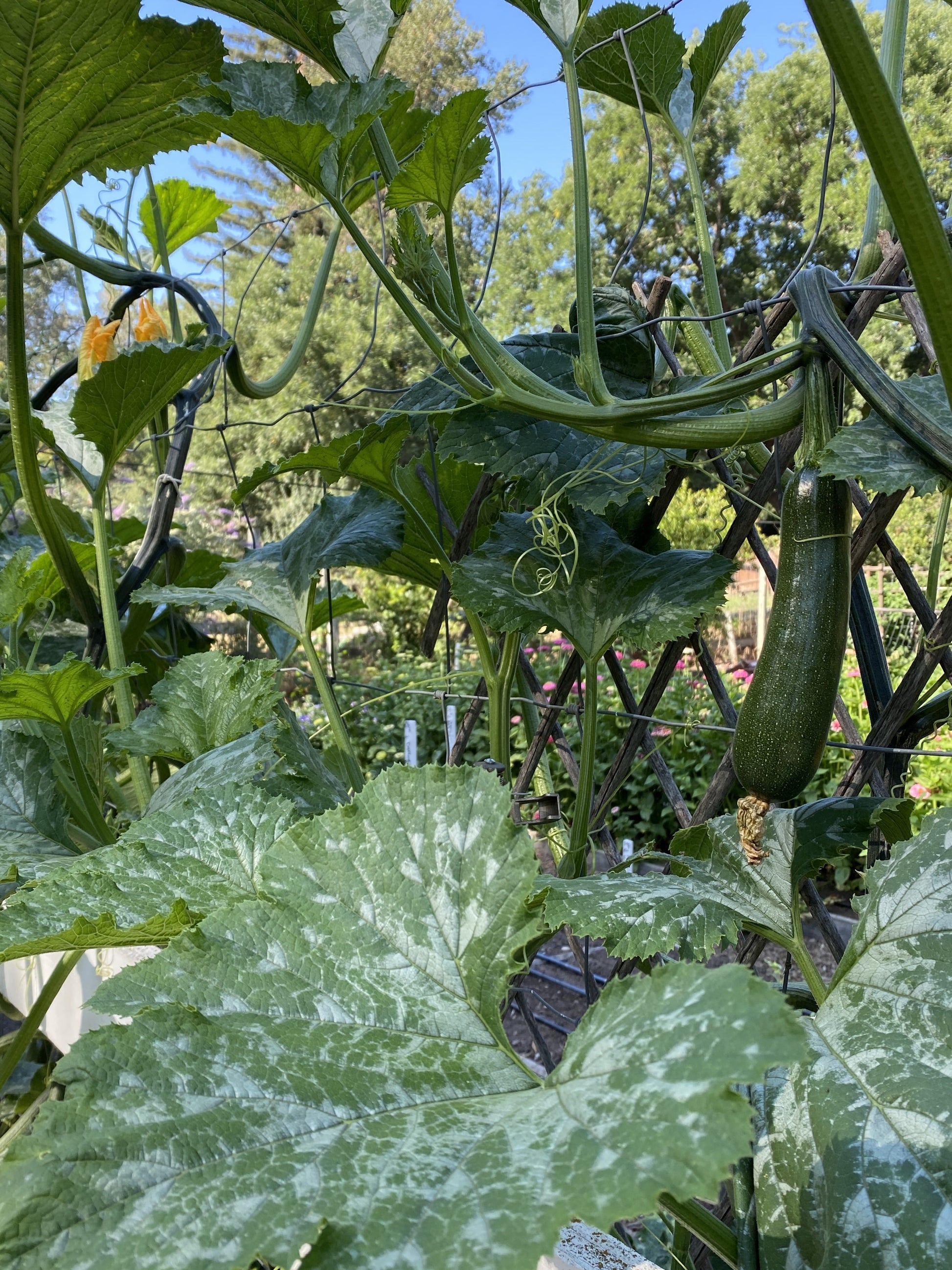 Ola Organic Climbing Zucchini – Space-Saving Vertical Gardening Solution 2