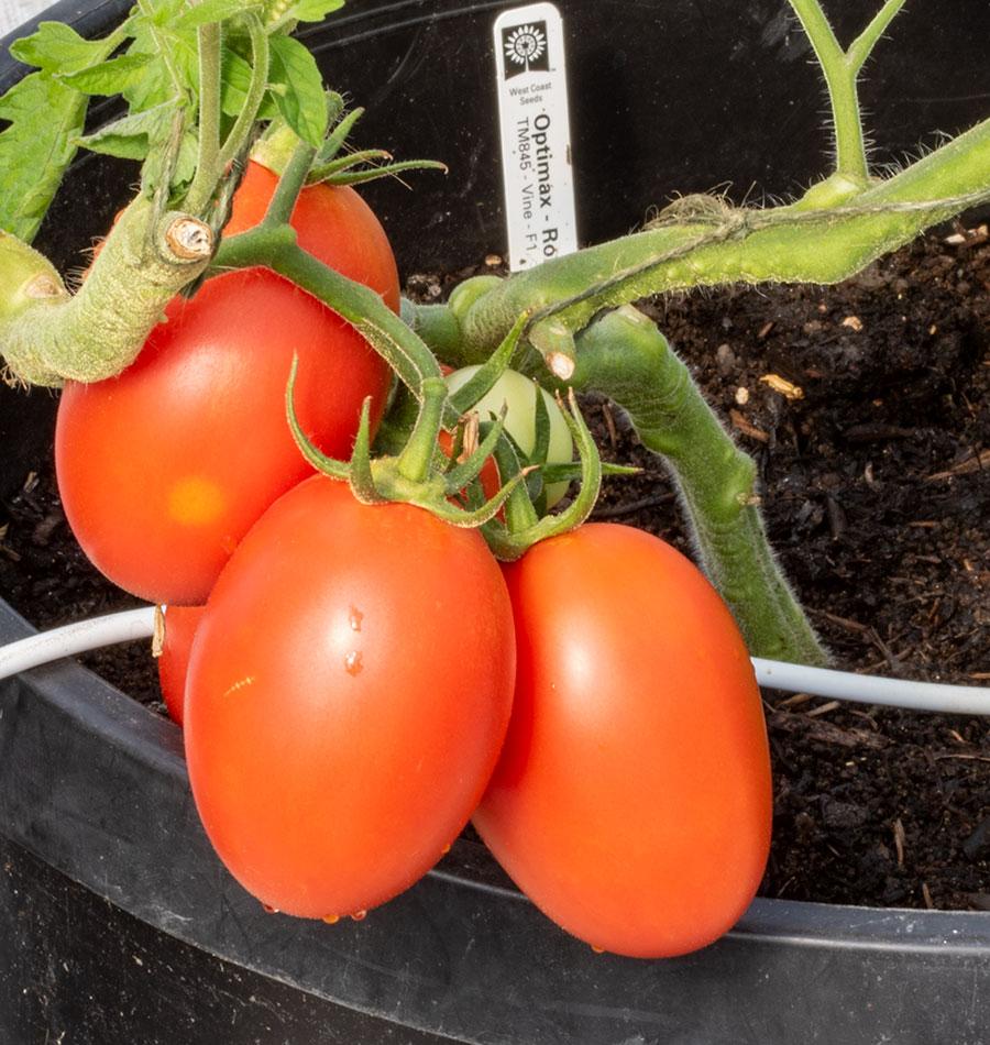 Optimax Roma Tomato Seeds - High Yielding Saladette Variety for Indoor/Outdoor Growing, 76 Days Maturation 1
