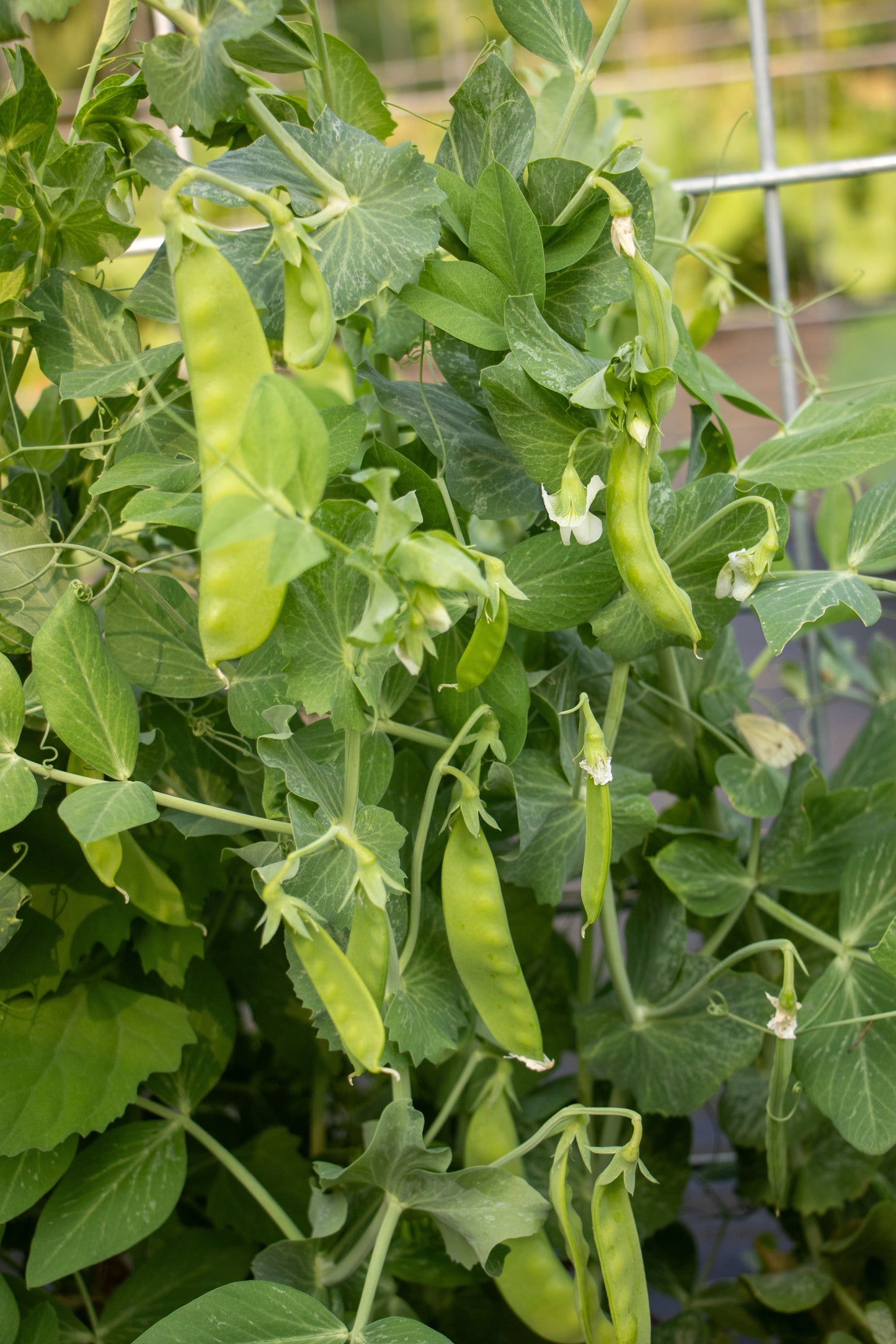 Oregon Snow Peas Organic Seed – High-Yield Flavorful Pods for Garden Enthusiasts 0