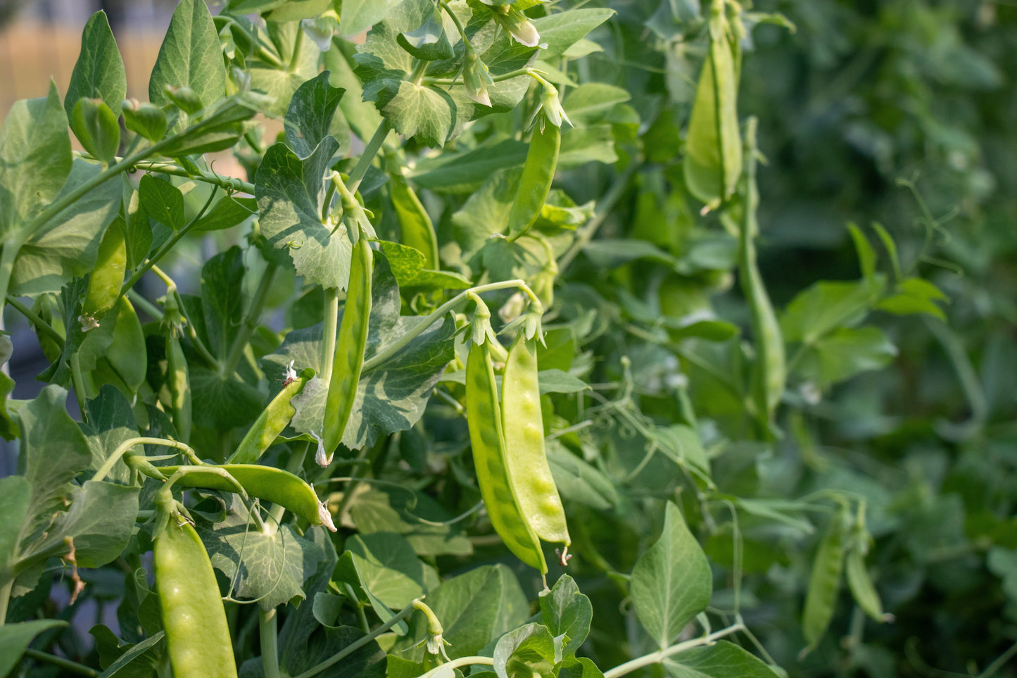 Oregon Snow Peas Organic Seed – High-Yield Flavorful Pods for Garden Enthusiasts 1